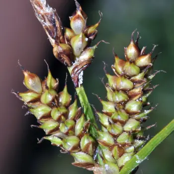 Carex lainzii (4 de 5)
