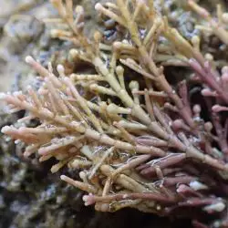 Corallina caespitosa (2 de 3)