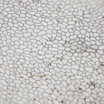 Fotografía Acrosorium ciliolatum (2 de 3)