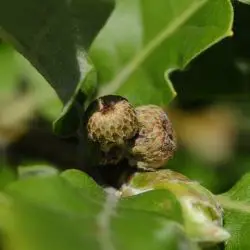 Quercus pubescens (3 de 3)