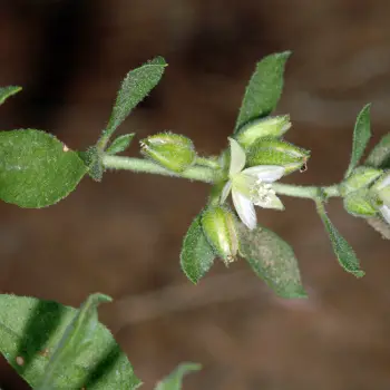 Glinus lotoides (3 de 4)