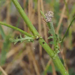 Crepis taraxacifolia (3 de 3)