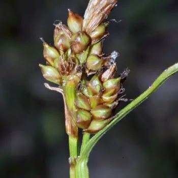Carex lainzii (5 de 5)