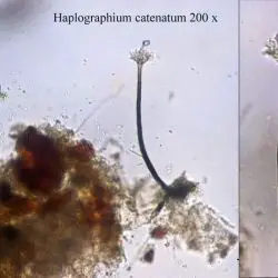 Fotografía Dematioscypha richonis var. olivacea (Velen.) Huhtinen  (2 de 3)