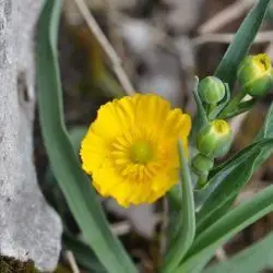 Ranunculus gramineus (2 de 2)