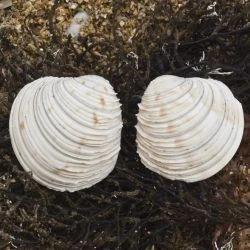 Venus casina