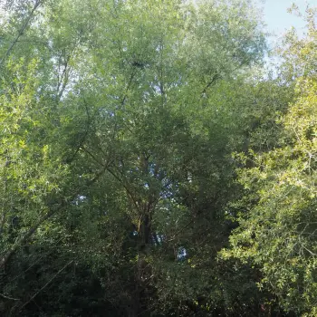 Salix alba (1 de 4)