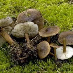Calocybe obscurissima (A. Pears.) M. M. Moser