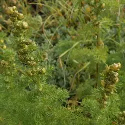 Artemisia chamaemelifolia (3 de 3)