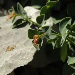 Euphorbia pyrenaica (3 de 3)