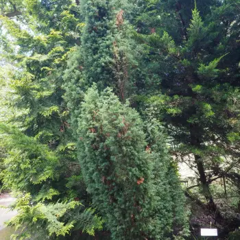 Juniperus communis (1 de 2)