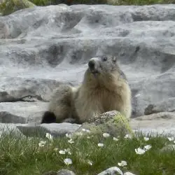 Marmota marmota (1 de 3)