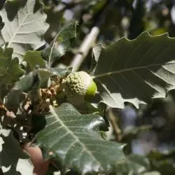Fotografía Quercus faginea subsp. faginea (1 de 2)