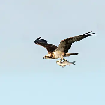 Fotografía Águila pescadora (Pandion haliaetus) (2 de 2)