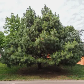 Pinus canariensis (1 de 4)