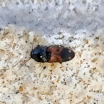 Drasterius bimaculatus