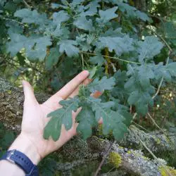 Fotografía Quercus robur (1 de 3)