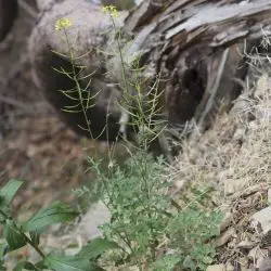 Erucastrum nasturtiifolium (1 de 3)