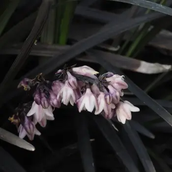 Ophiopogon planiscapus