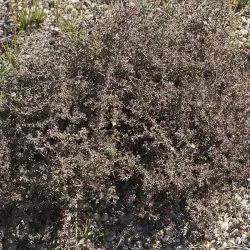 Frankenia thymifolia
