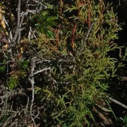 Fotografía Cairuetu o sabina albar (Juniperus thurifera) (1 de 2)