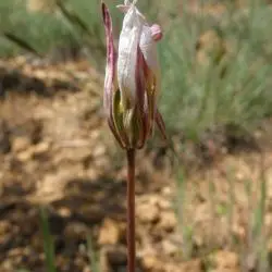 Burilla o tulipan silvestre (Tulipa sylvestris subsp. australis) (3 de 3)