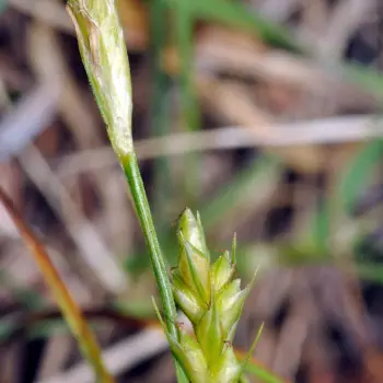 Fotografía Carex depressa subsp. depressa (4 de 4)