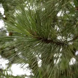 Pinus radiata (2 de 3)