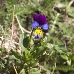 Viola saxatilis (3 de 3)