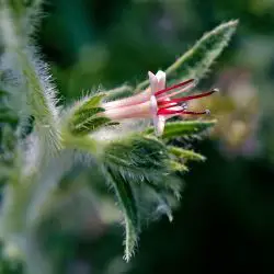 Fotografía Echium asperrimum (1 de 3)