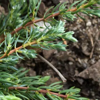 Juniperus communis 'Repando' (2 de 2)