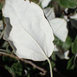 Fotografía Populus alba (2 de 3)