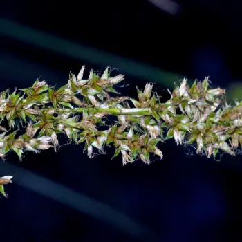 Fotografía Carex paniculata subsp. lusitanica (5 de 6)