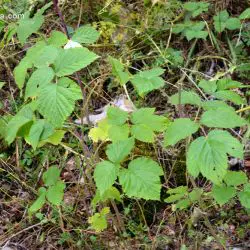 Rubus idaeus (1 de 3)