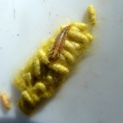 Larva de Chrysoperla (2 de 2)