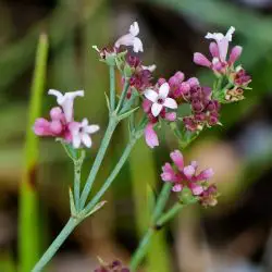 Asperula cynanchica subsp. occidentalis