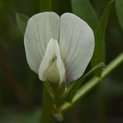 Vicia lutea