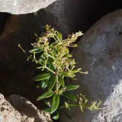 Galium parisiense subsp. divaricatum