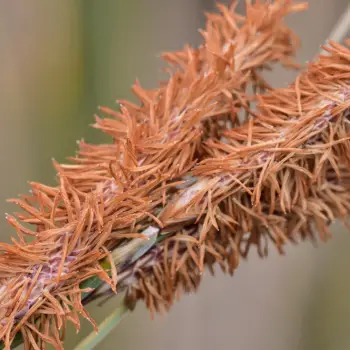 Carex hispida (4 de 4)