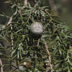 Fotografía Juniperus oxycedrus subsp. badia (3 de 3)