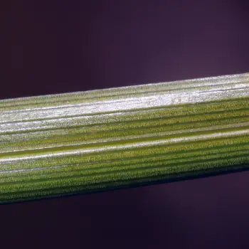 Carex sempervirens subsp. sempervirens (3 de 3)