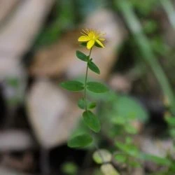 Hypericum pulchrum