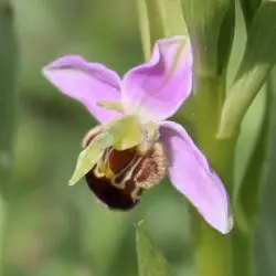 Ophrys apifera (2 de 3)