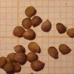 Fotografía Solanum nigrum
