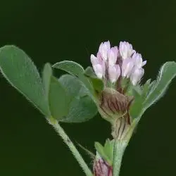 Trifolium striatum subsp. brevidens