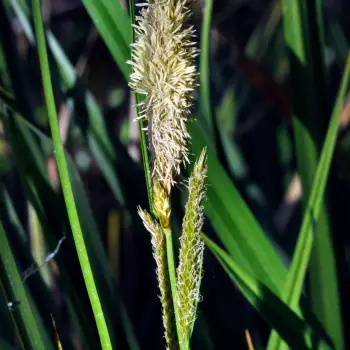 Fotografía Carex camposii subsp. tejedensis (5 de 6)