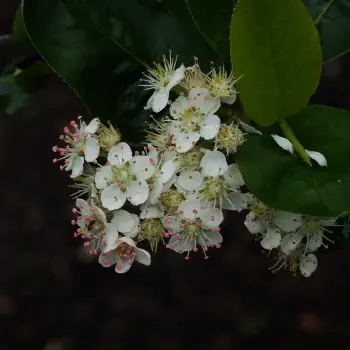 Aronia arbutifolia (4 de 5)