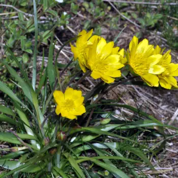Ranunculus abnormis (4 de 4)