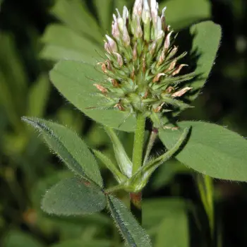 Trifolium obscurum