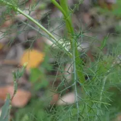 Tripleurospermum inodorum (3 de 3)